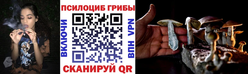 Псилоцибиновые грибы Cubensis Сальск